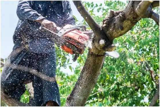 tree services Mars